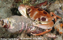This crab in night dive blames us for sea pollution! by Mehmet Salih Bilal 
